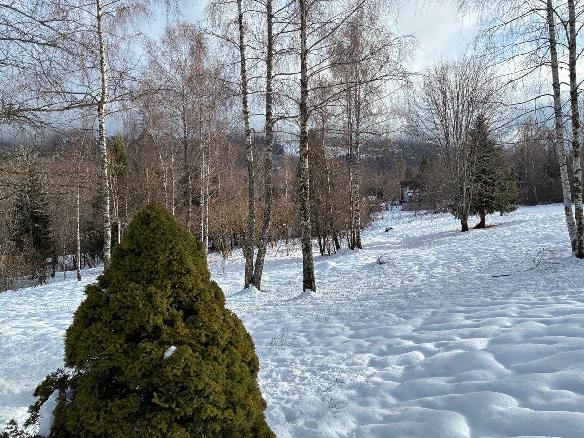 Prato innevato con abete e betulle sull'Alpe del Nevegal